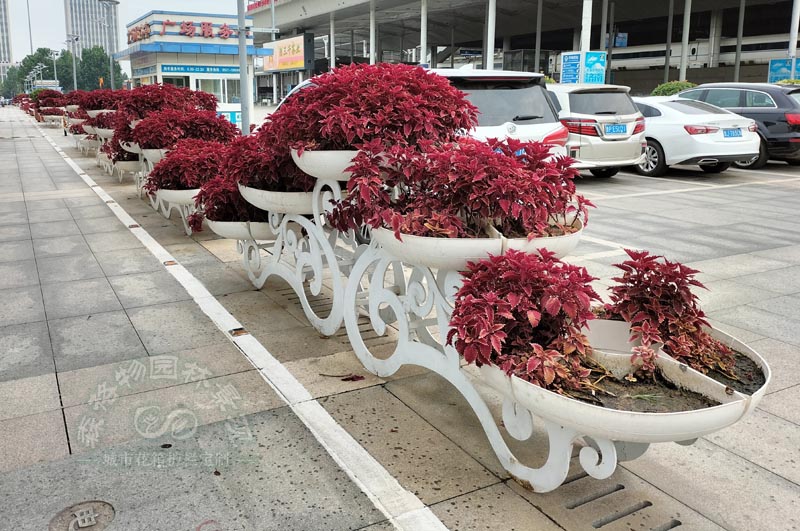 山東濟(jì)南戶外小型花架案例