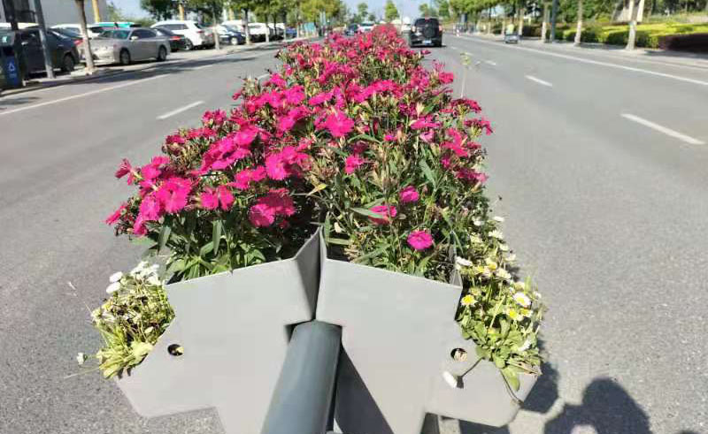 適合花箱的種植植物，哪些植物比較好看？