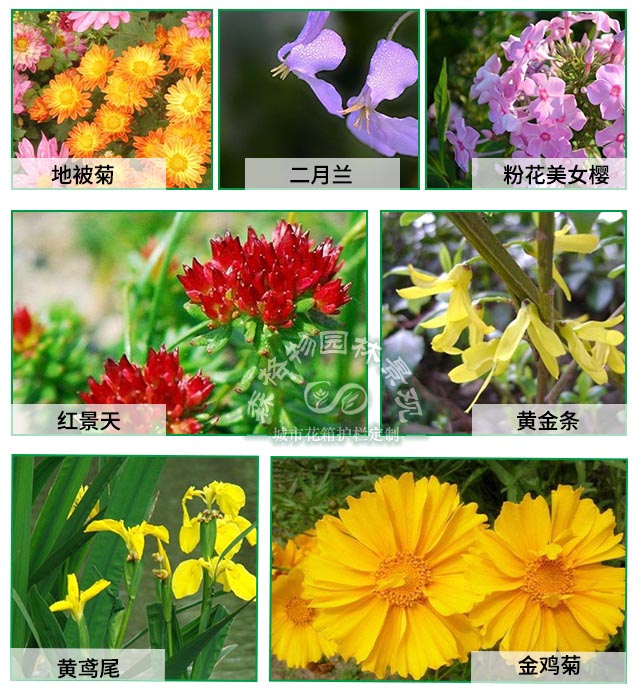 室外鋁合金花箱適合擺放什么綠植和花？